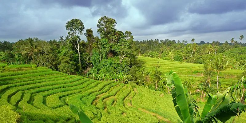 Rice fields · Bali Silent Retreat